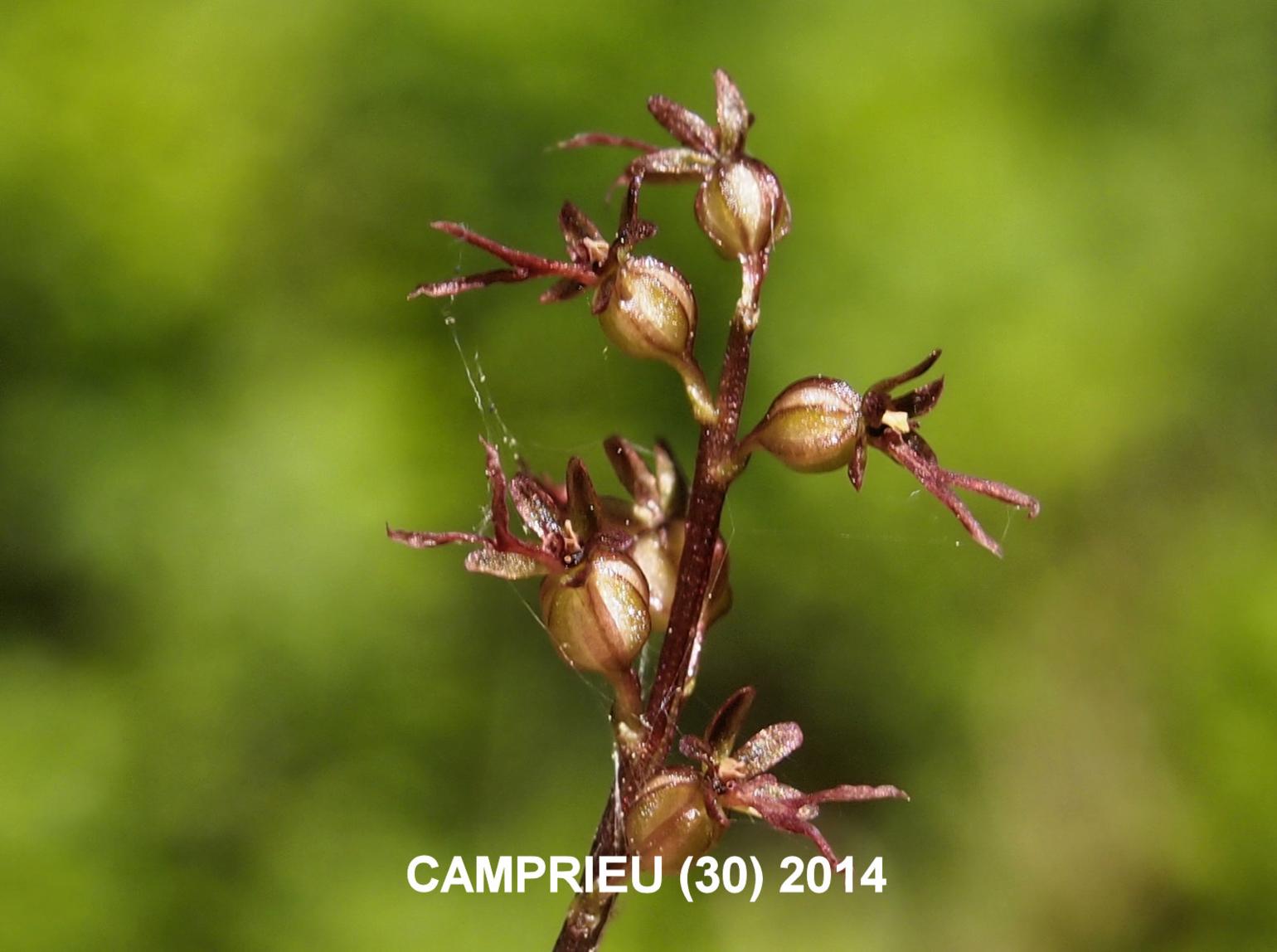 Twayblade, Lesser